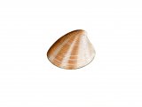 Striped Venus Shell (Chamelea gallina) OS001