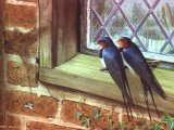 Swallow (Hirundo rustica) BD0475