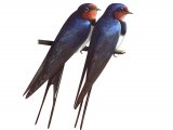 Swallow (Hirundo rustica) BD0474