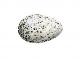 Swallow egg( Hirundo rustica) BD0237