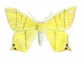 Swallow-tailed Moth (Ourapteryx sambucaria) IN001
