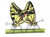 Swallowtail Butterfly ( Papilio machaon) IN001
