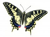 Swallowtail Butterfly ( Papilio machaon) IN003