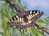 Swallowtail Butterfly ( Papilio machaon) IN005