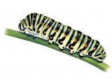 Swallowtail Caterpillar (Papilio machaon) IN001