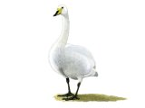 Whooper Swan (Cygnus cygnus) BD0480