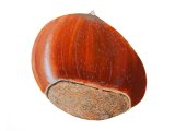 Sweet Chestnut (Castanea sativa) BT075