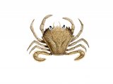 Swimming Crab (Portumnus latipes) OS001