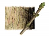 Sycamore (Acer pseudoplatanus) B001