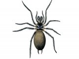 Sydney funnel-web spider (Atrax robustu) OS001.jpg