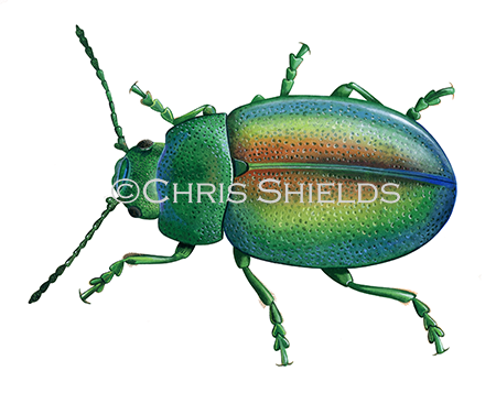 Tansy beetle (Chrysolina graminis) IN0010