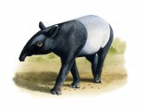 Tapir - Malayan (Tapirus indicus) M001