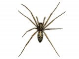 Spider (Tegenana duellica) OS001