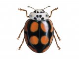 Ten-spot Ladybird f.decempustulatus (Adalia 10-punctata) IN003