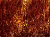 Tiger Fire(Panthera tigris) M007