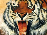 Tiger (bengal) Panthera tigris tigris M001