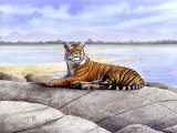 Tiger (bengal) Panthera tigris tigris M002