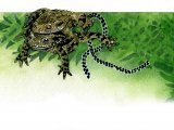 RA146 - Common Toad (Bufo bufo)