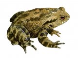 RA145 - Common Toad (Bufo bufo)