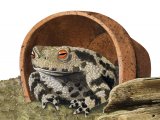 RA144 - Common Toad (Bufo bufo)
