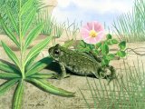 RA163 - Natterjack Toad (Epidalea calamita)