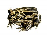 RA174 - Spadefoot Toad (Pelobates fuscus)