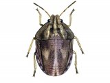 Tortoise Bug (Eurygaster testudinuria) IN001