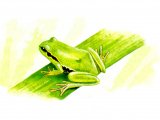 RA175 - Tree Frog (Hyla arborea)