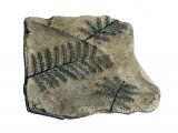PF042 - Treefern Frond Fossil (Pecopteris)