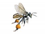 Stingless Bee (Tetragonisca sp.) (Trigona sp.) IN001