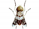 Tsetse Fly (Glossina Spp.) (male) IN001