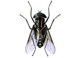 Tsetse Fly (Glossina Spp.) IN002