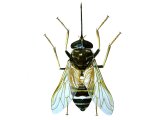 Tsetse Fly (Glossina spp.) IN003