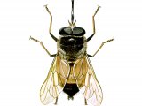 Tsetse Fly (Glossina tabaniformis?) IN004