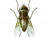Tsetse Fly (Glossina Spp.) (male) IN005