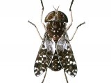 Tsetse Fly (Glossina Spp.) (male) IN006