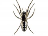 Tube Web Spider (Segestria senoculata) OS002