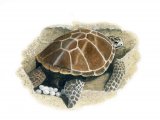 R023 - Green Turtle (Chelonia mydas)