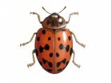 Twentyfour-spot ladybird (Subcoccinella 24-punctata) IN001