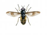 Twin-lobed Deerfly (Chrysops relictus) IN004