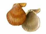 Variegated Scallop (Chlamys varia) OS001