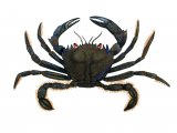 Velvet Swimming Crab (Necora puber) OS001