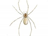 Violin Spider (Loxosceles reclusa) OS001
