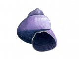 Viotet Shell (Janthina janthina) OS001