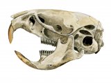 Vole Skull (Microtus arvalis) M002