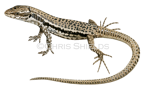 Wall Lizard male (Podarcis muralis) R0035