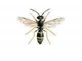 IH105 - Wall Mason Wasp (Ancistrocerus parietum)