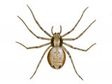 Wandering Crab Spider (Philodromus aureolus) OS001