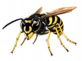 IH060 - Common Wasp (Vespula vugaris)