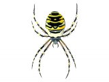 Wasp Spider (female) Argiope bruennichi OS001
